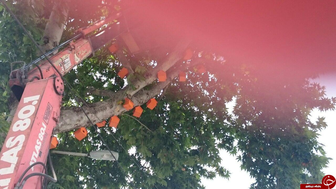 شهرداری و ساخت مسکن مهر برای پرندگان+ تصاویر