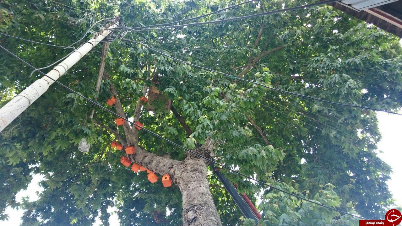شهرداری و ساخت مسکن مهر برای پرندگان+ تصاویر