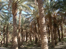 شماره ثبت نخلستان دهسلم در فهرست میراث طبیعی- ملی اعلام شد