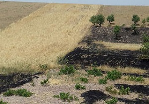 آتش سوزی در چهار متری گندم زار
