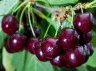 رفع ناراحتی کیسه صفرا با مصرف گیلاس