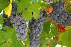 انگور خستگی را برطرف می‌كند