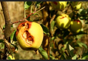 خسارت به محصولات زراعی و باغی آذربایجان غربی