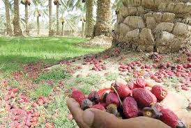 ضربه فنی خرمای فهرج در برابر گرما