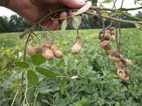 خسارت بارش شدید باران به مزارع