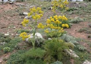 کشت وتوسعه گیاه باریجه در سطح مراتع  استان سمنان