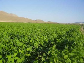 تغییر ارقام لوبیا برای کاهش مصرف آب