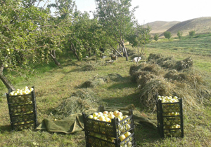 برداشت سیب در روستای سفیرکمر + فیلم