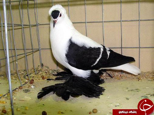 کلکسیونی از گرانبهاترین کبوتران در جهان