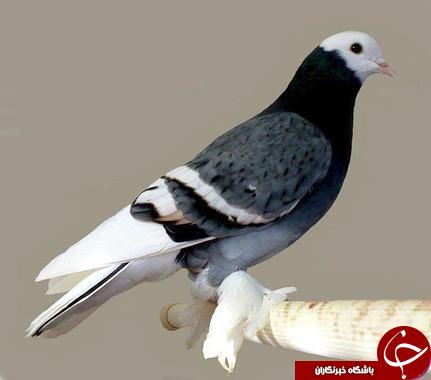 کلکسیونی از گرانبهاترین کبوتران در جهان