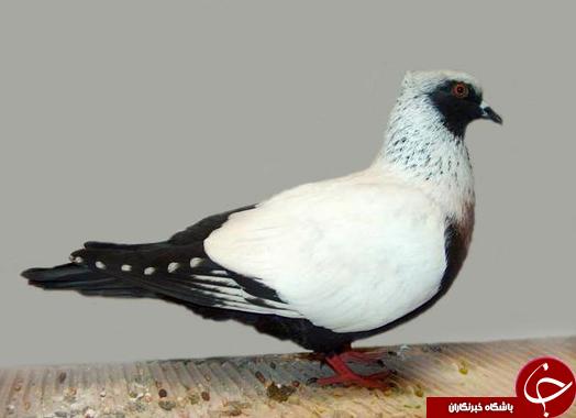 کلکسیونی از گرانبهاترین کبوتران در جهان
