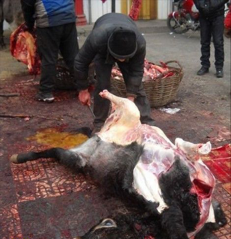 فروشندگان گوشت خر در بلخ بازداشت شدند