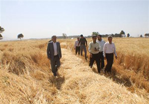 برداشت یولاف زراعی