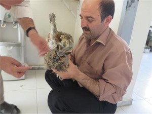تحویل یک بهله جغد شاخدار به اداره حفاظت محیط زیست بوکان