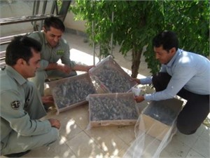 دستگیری زنده گیری پرندگان سهره معمولی در میاندوآب