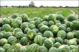 برداشت 12 هزار تنی هندوانه در مازندران