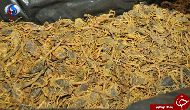 کشف 200 کیلو عقرب در فرودگاه+ تصاویر