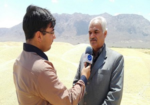 برداشت گندم از مزارع شهرستان میامی شروع شد