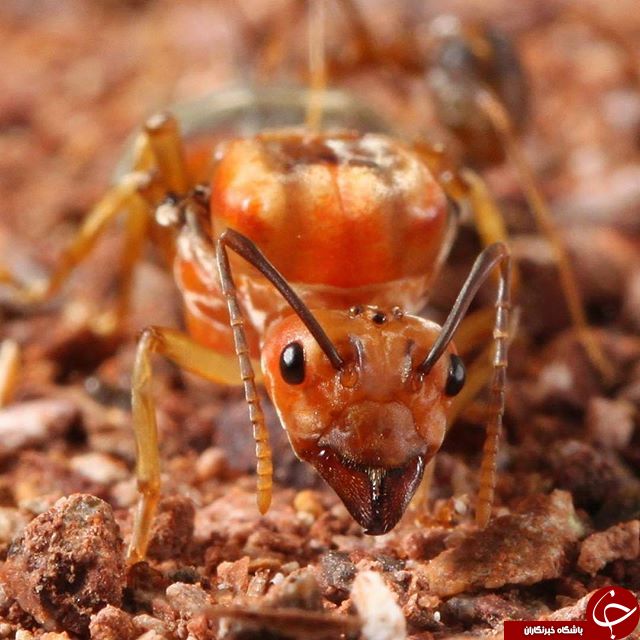 تصاویر شگفت انگیز از اینستاگرام نشنال جئوگرافی