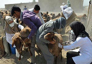 ایمن سازی بیش از 2 میلیون و 300 هزار راس دام علیه بروسلوز