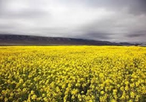 برگزاری روز مزرعه کلزا در آبیک