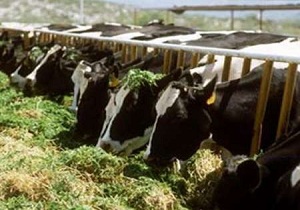 اجرای موفقیت آمیز طرح به نژادی 200راس دام سنگین در شهرستان گیلانغرب