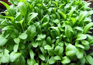 شاهی؛ محرک فعالیت کلیه ها