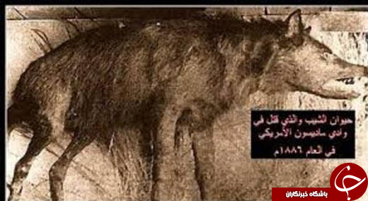کابوس عجیب چوپانان در کشورهای عربی +تصاویر