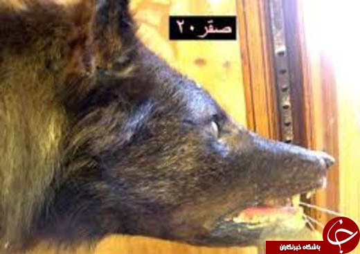 کابوس عجیب چوپانان در کشورهای عربی +تصاویر