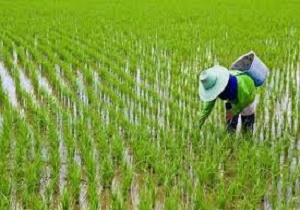 پیش بینی افزایش 10 درصدی تولید برنج