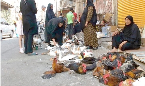 جمع آوری دست فروشان طیور و دام زنده