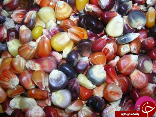 ذرت رنگین کمانی، عجیب ترین ذرت جهان