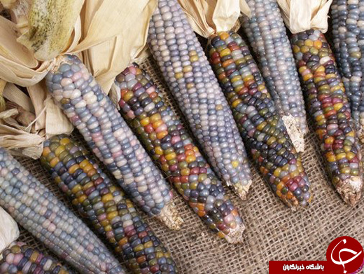 ذرت رنگین کمانی، عجیب ترین ذرت جهان