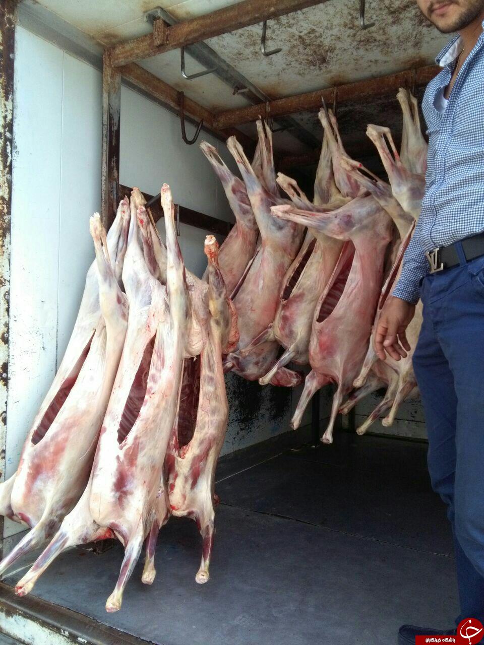 کشف 11 لاشه گوسفند مبتلا به تب برفکی + تصاویر