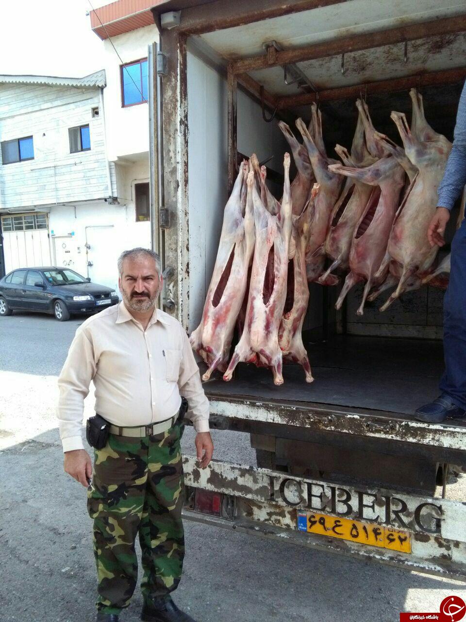 تکذیب بیماری تب برفکی در آمل + تصاویر تکذیب بیماری تب برفکی در آمل + تصاویر