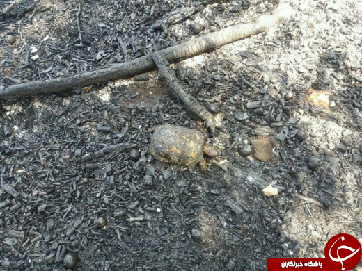 مرگ لاک پشت&zwnj;ها در اثر آتش سوزی در باغ + تصاویر