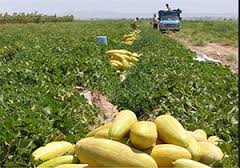 خراسان رضوی رتبه نخست سطح زیر کشت خربزه در کشور