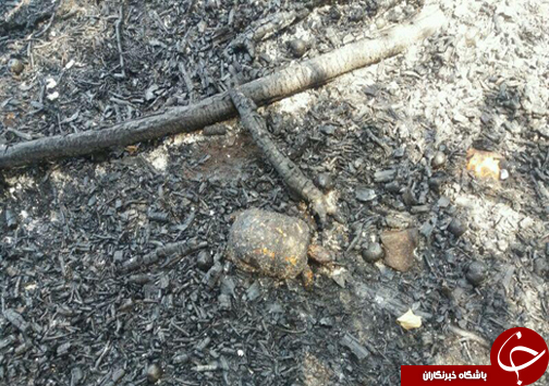 شهروند خبرنگار؛مرگ لاک پشت&zwnj;ها در اثر آتش سوزی در باغ + تصاویر