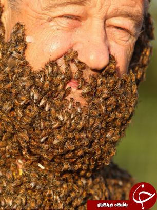 صورتی با یک کندوی عسل+10 عکس