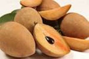 آغاز برداشت چیکو
