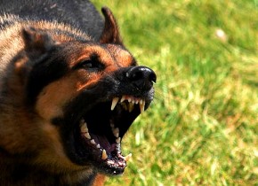 حمله سگ به اکیپ واکسیناسیون اهواز