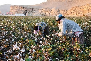 فعالیت بیش از 5 هزار پنبه کار در خراسان جنوبی