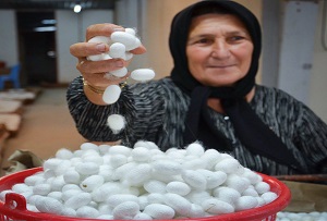 نقش آفرینی 60 درصدی نوغانداری در تامین اشتغال زنان روستا