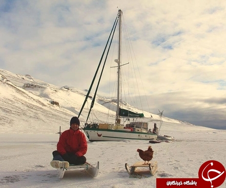 مرغ خوشبخت دور دنیا را می چرخد +عکس