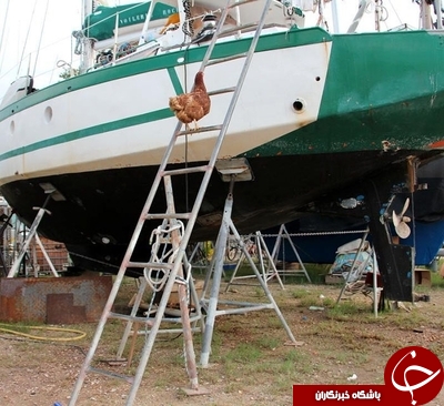 مرغ خوشبخت دور دنیا را می چرخد +عکس