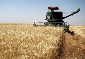 آغازبرداشت گندم در بخش کوهین