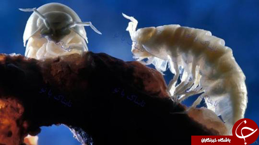 عجیب ترین غار دنیا با موجودات ناشناخته