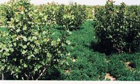 کاشت 23 هزار اصله نهال پسته برای نخستین بار در زنجان
