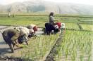 کاشت 23 هزار اصله نهال پسته برای نخستین بار در زنجان