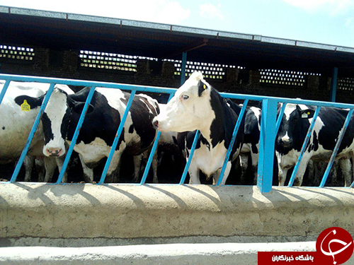 تلاش وتوکل برخدا ،عامل موفقیت ۲۵ ساله یک دامدار مشهدی